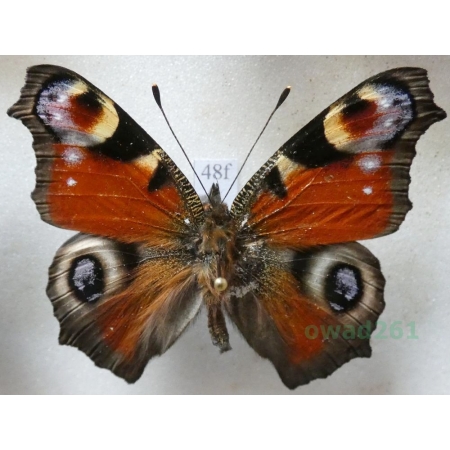 Aglais io (Linnaeus, 1758) Rusałka pawik Czech48f